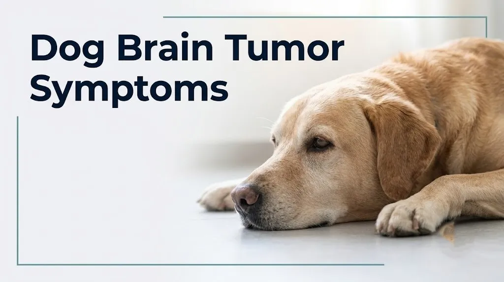 Dog brain tumor symptoms