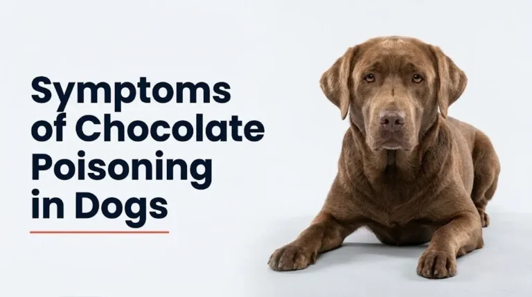 Symptoms of Chocolate Poisoning