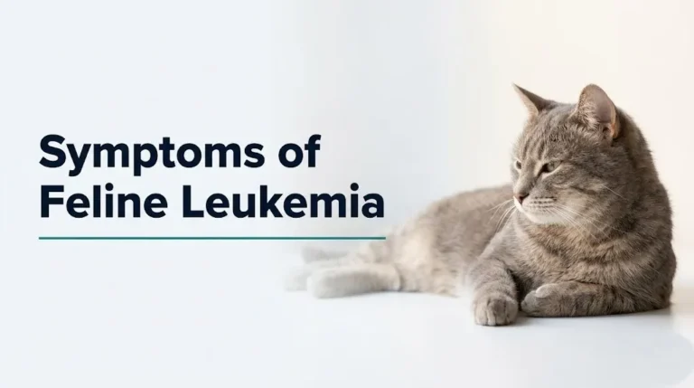 symptoms of feline leukemia
